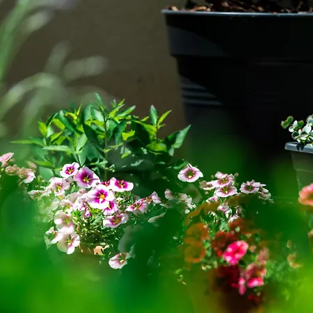 Σπίτι διακοπών Flower