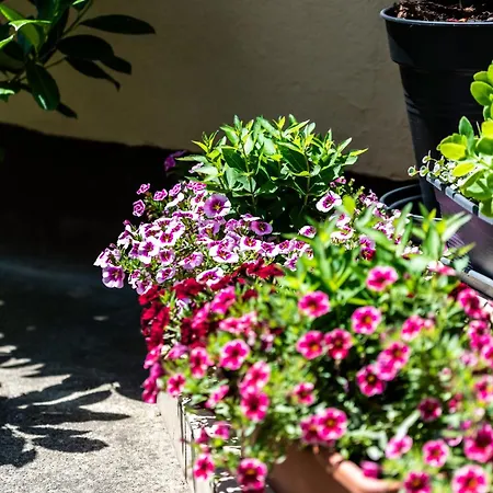 펜션 Flower Hévíz