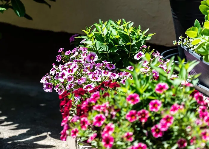 Tatil Evi Flower Hévíz